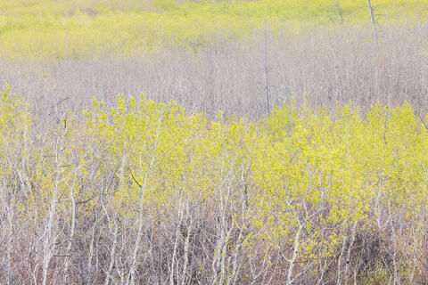 Reminders of Spring