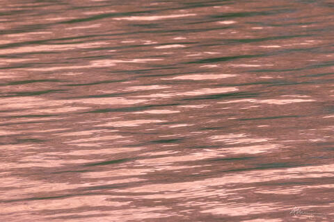 Salmon Whispers