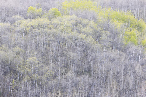 gentle greens of aspens leafing out in spring in deciduous forest.