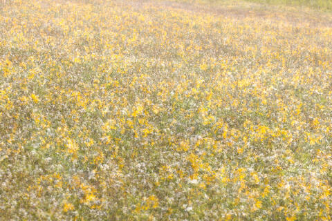Summer Gold