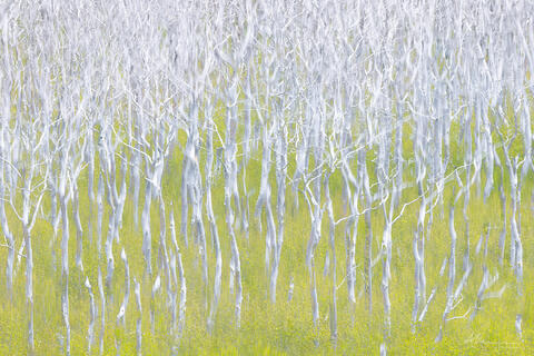 ICM and multiple exposure of white trunks from dead trees emerging from spring green undergrowth.