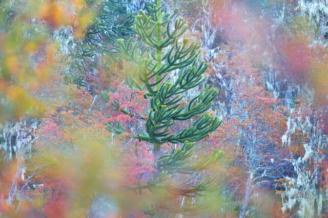 CHILE: AUTUMN in the ANDEAN FOOTHILLS