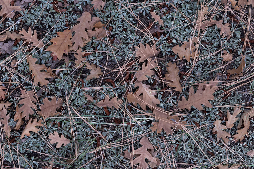 A Gathering print