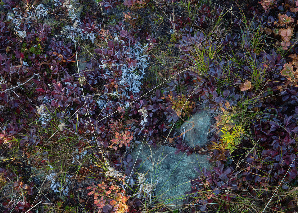 Alpine Treasures print