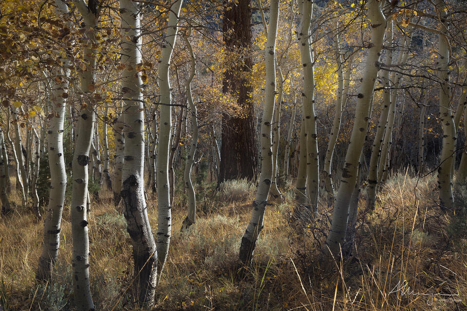Among the Aspens print