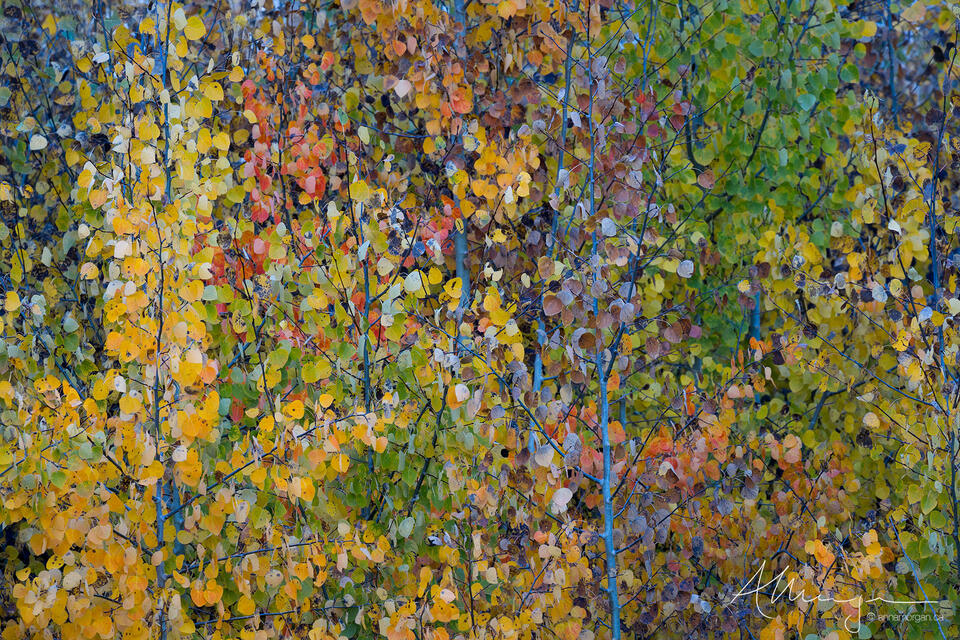 Aspen Rainbow print