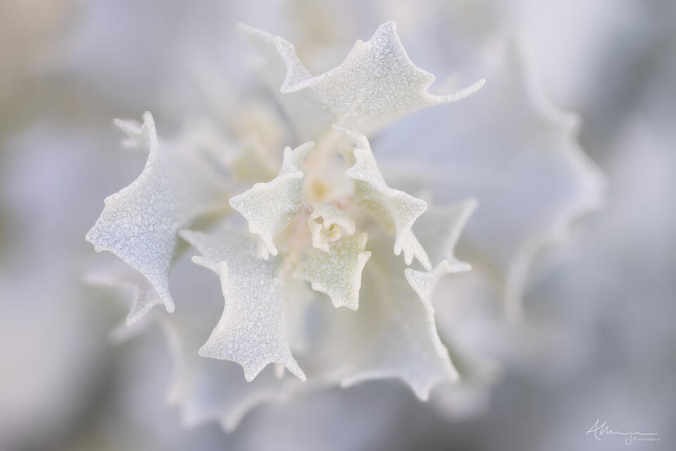 Atriplex print