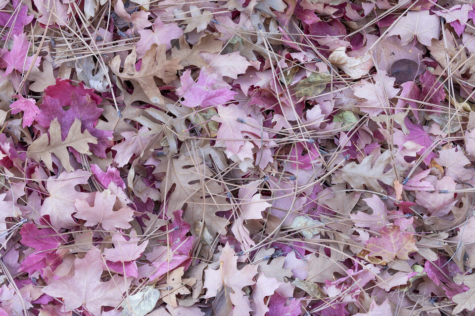 Autumning Collective print