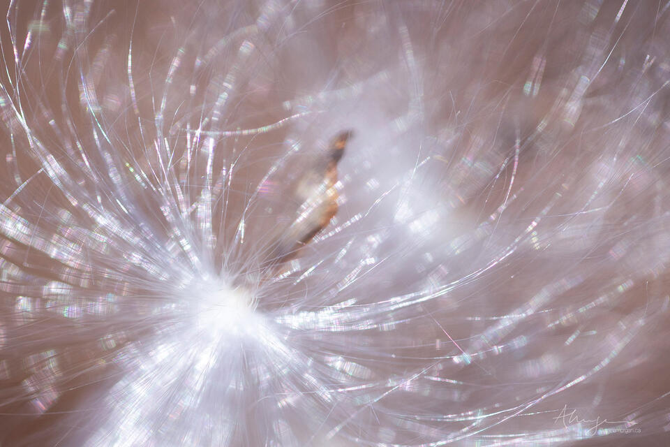 Ball of Light print