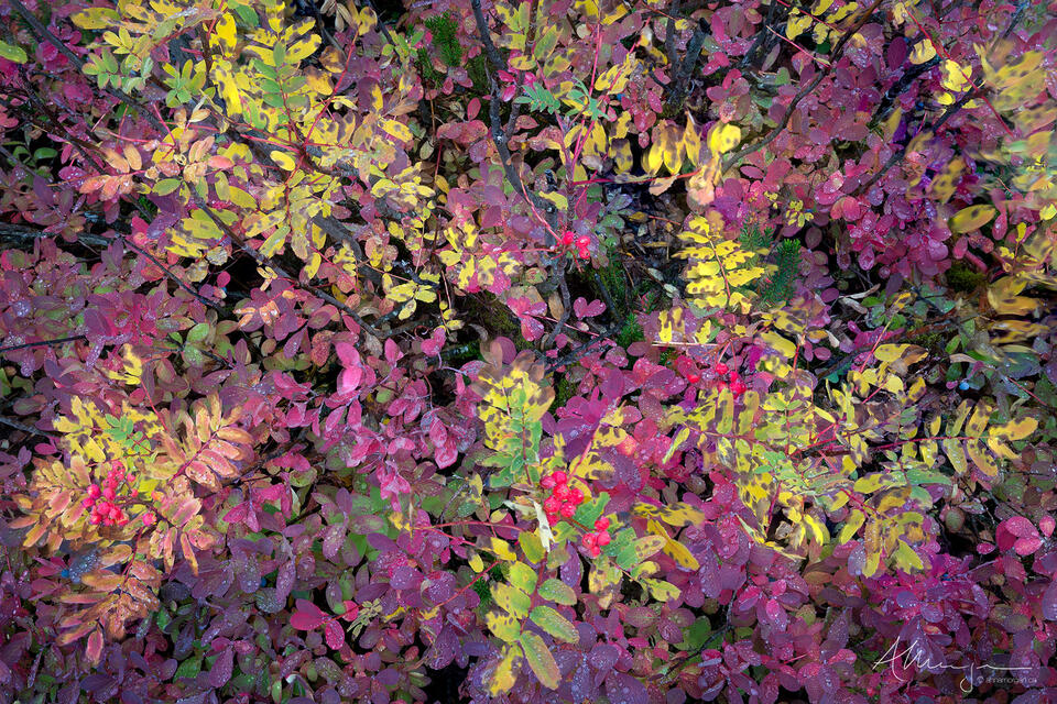 Berry Feast print