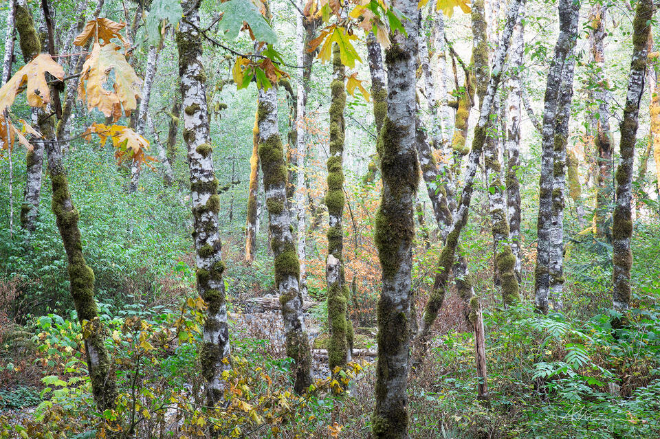 Big Leafs and Alder print