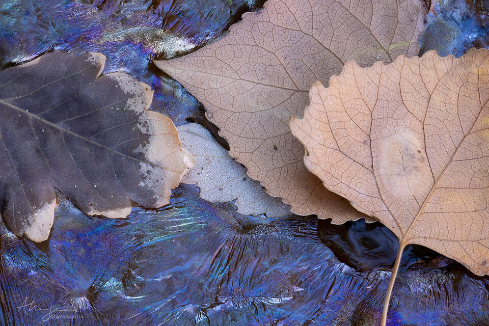 Chromatic print