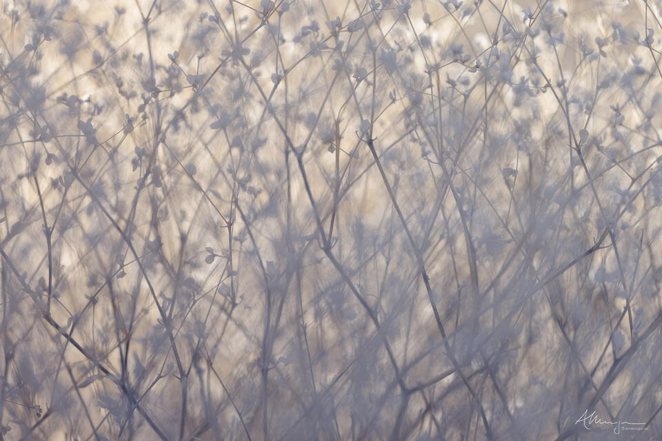 For To Gaze print