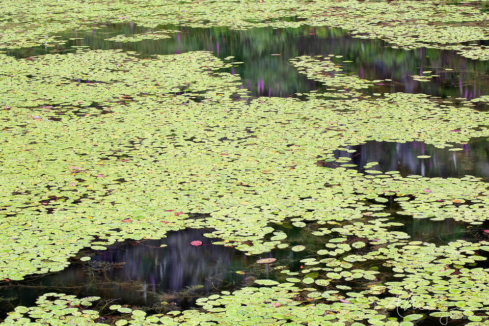 Frog Chorus print