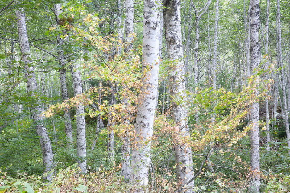 Gentle Alders print