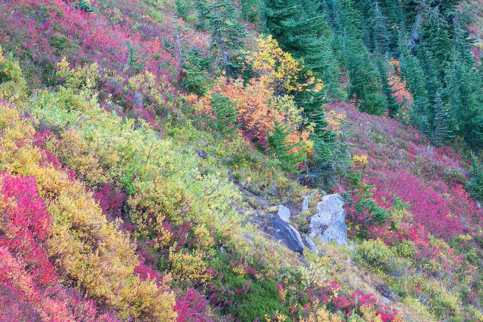 Hillside Symphony print