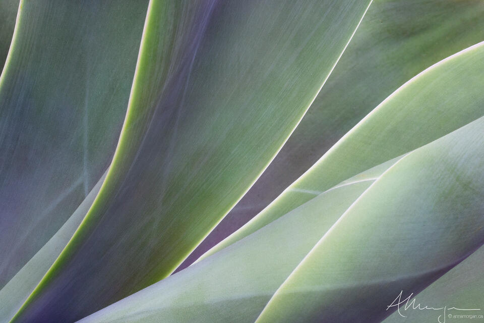 Hues of Agave print