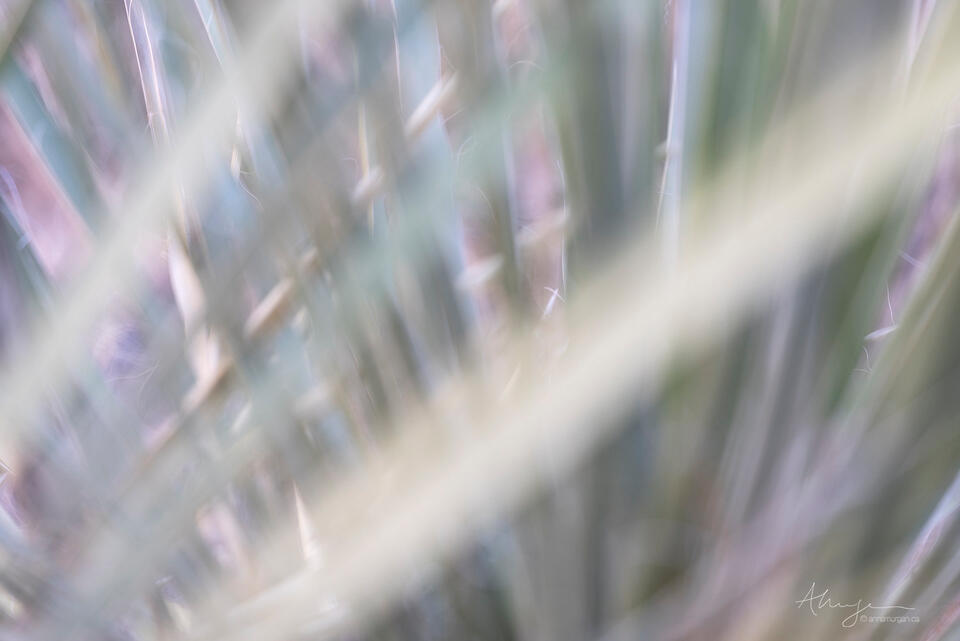 Intersecting print
