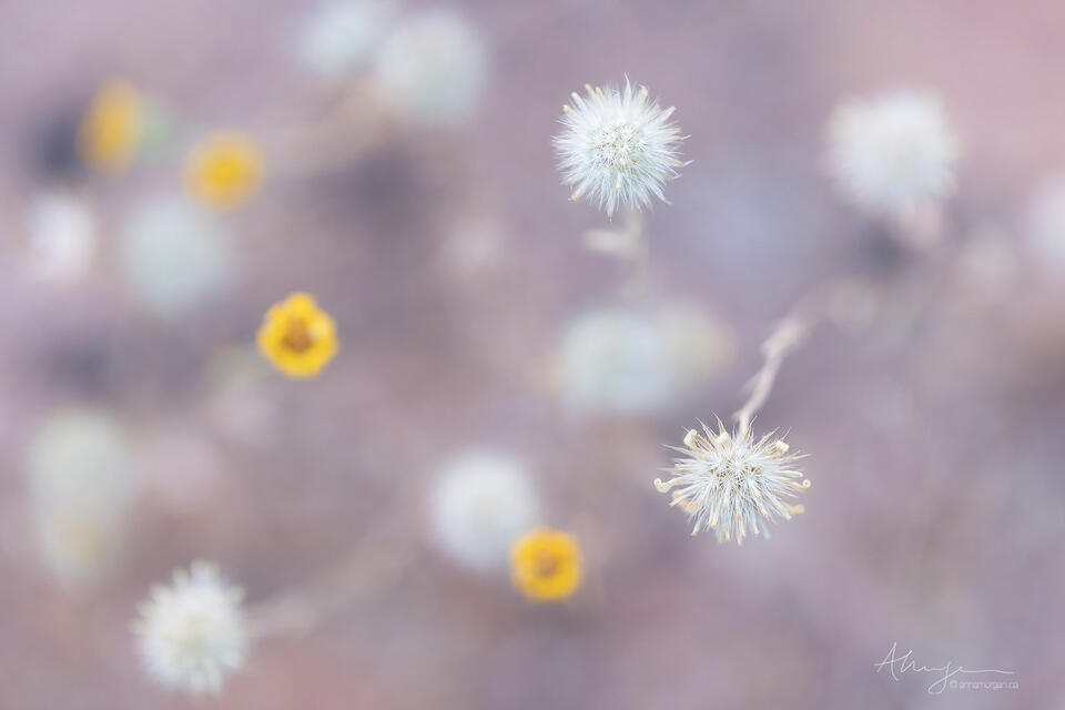 Intimations print