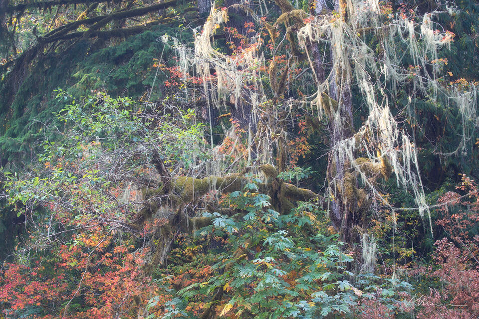 Leaves and Lichens print