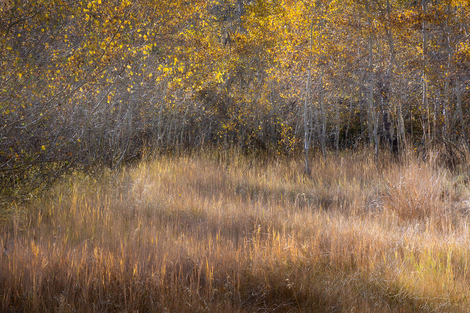 Meandering print