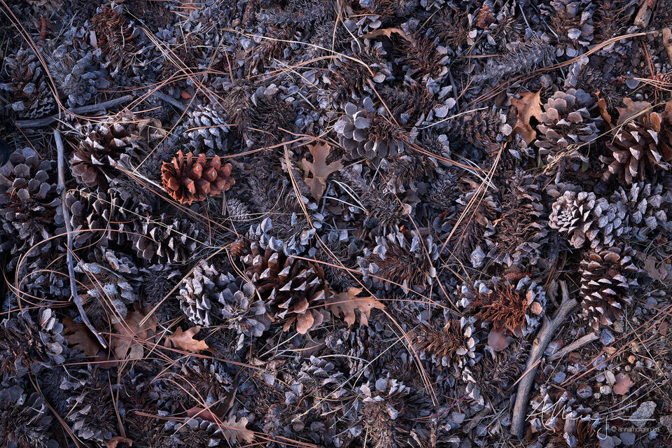 Oak and Pine print