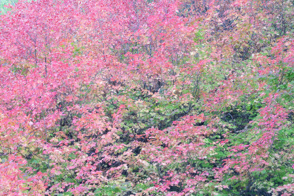 Progression of Autumn print