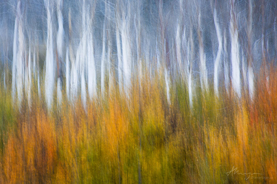Roots of Ghosts print
