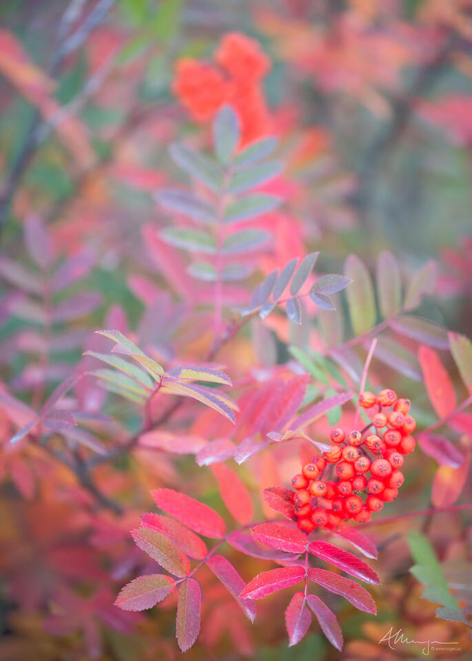 Rowan berries I print