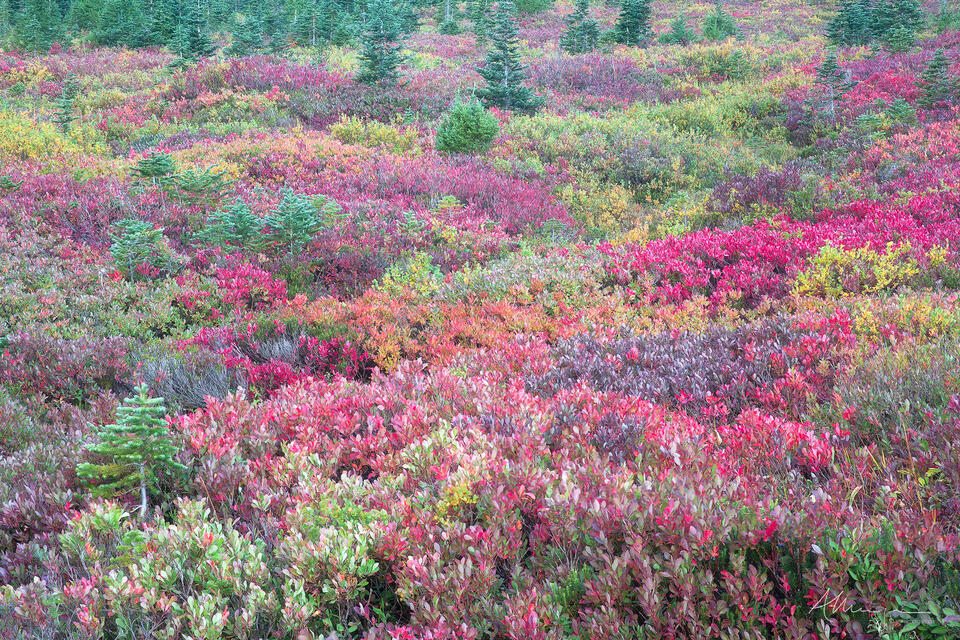 Subalpine Tapestry print