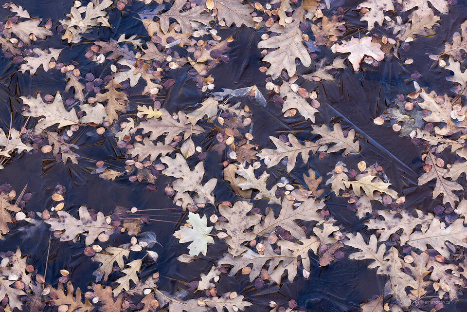 What Remains print