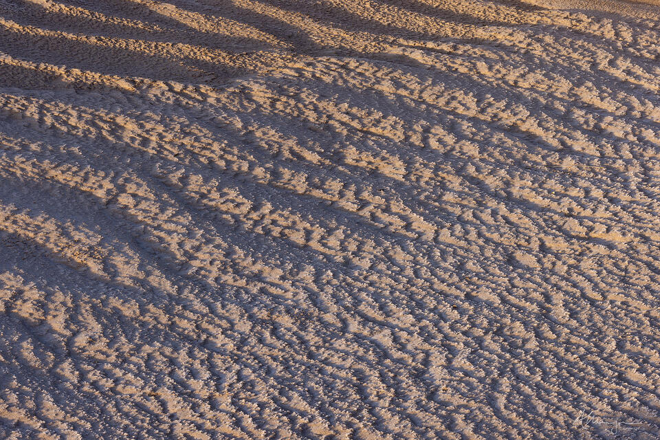 Where Once The Tiger print