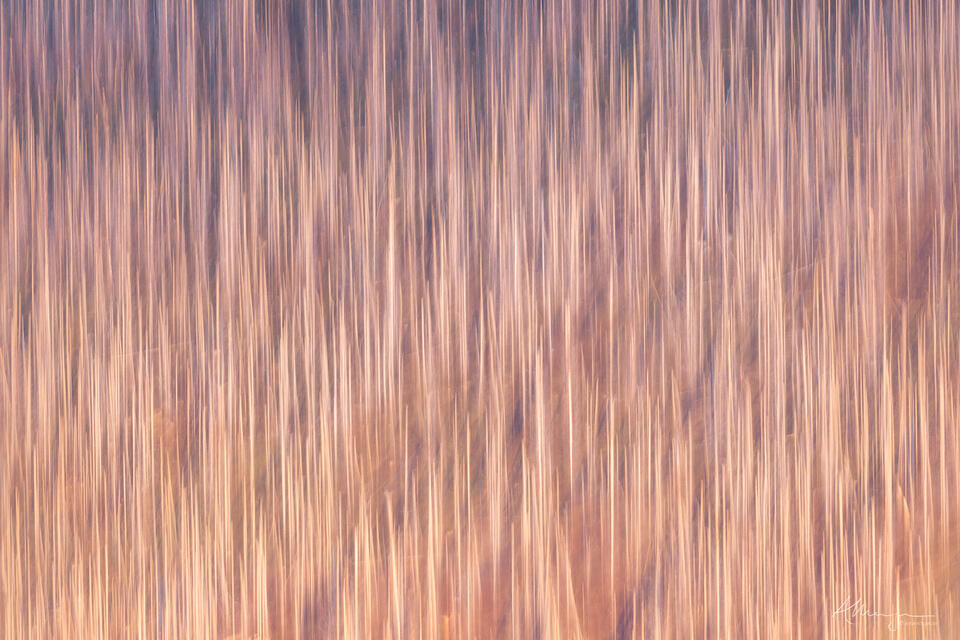 Bathed In Silence print