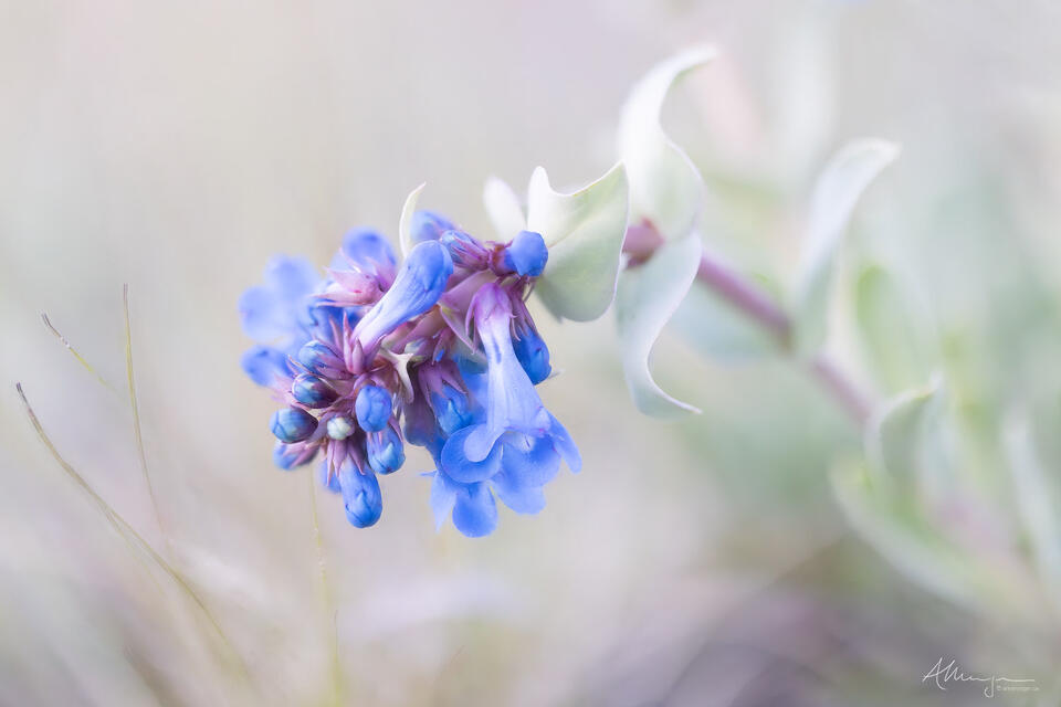 Beardtongue print
