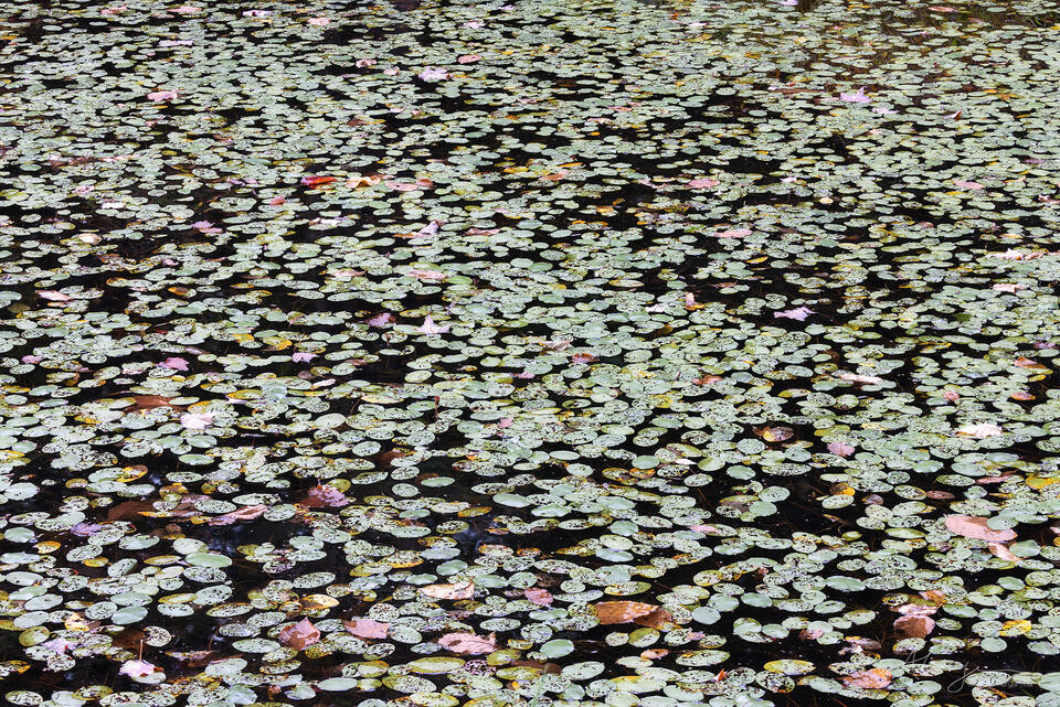 Collective Memory print