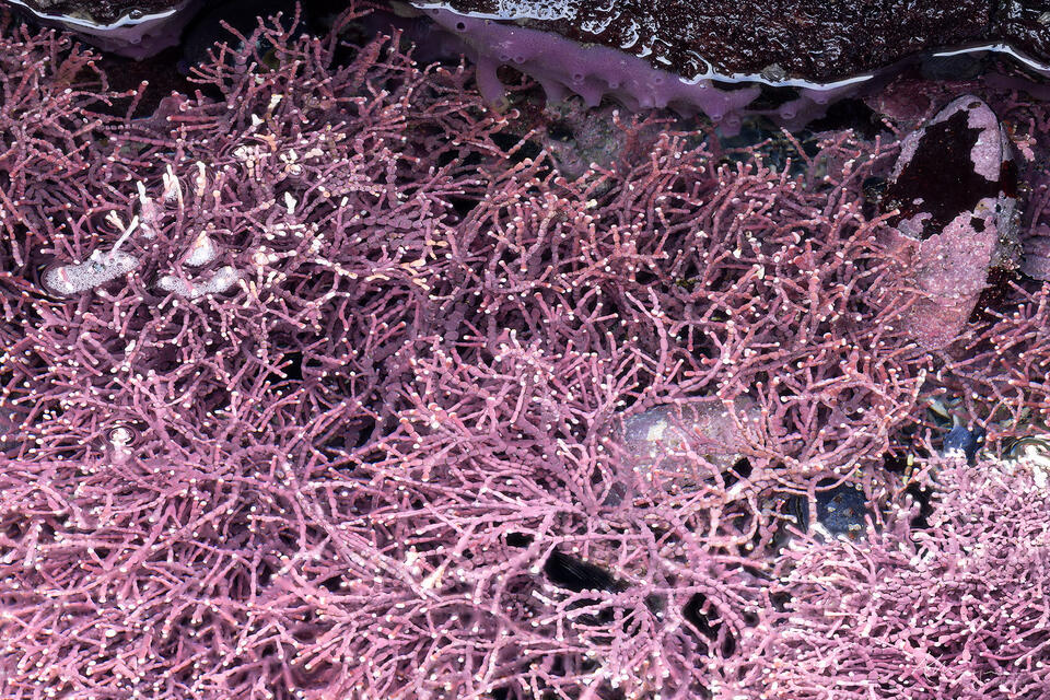 Coralline print