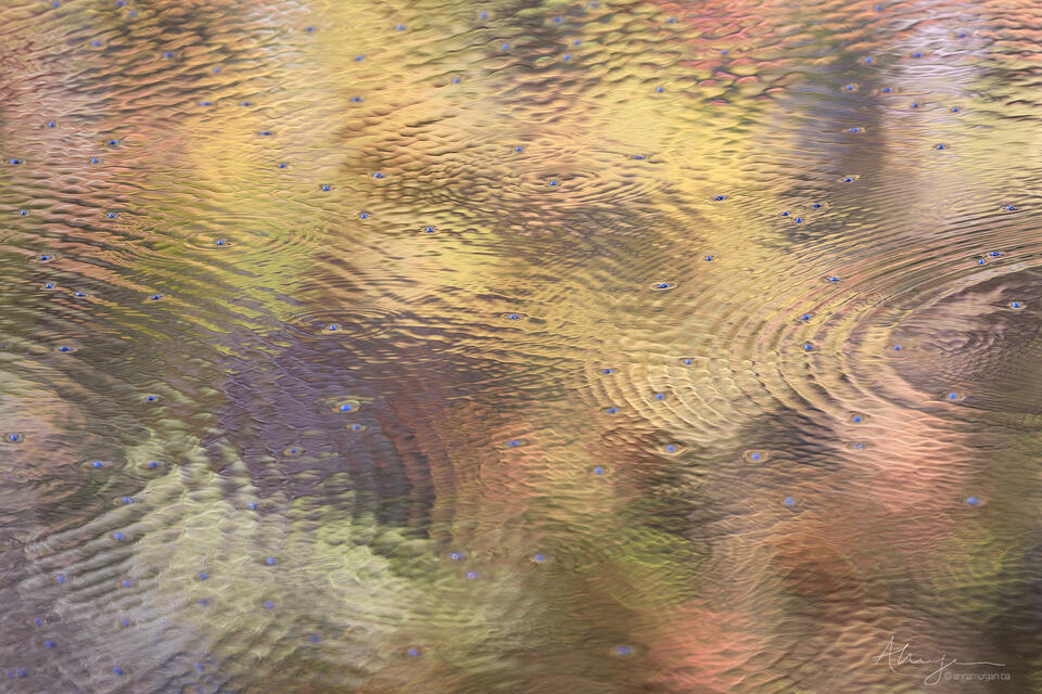 Eyes Fall print