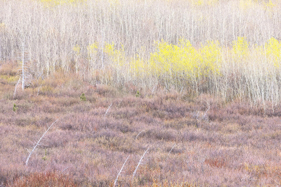 Flame and Willow print