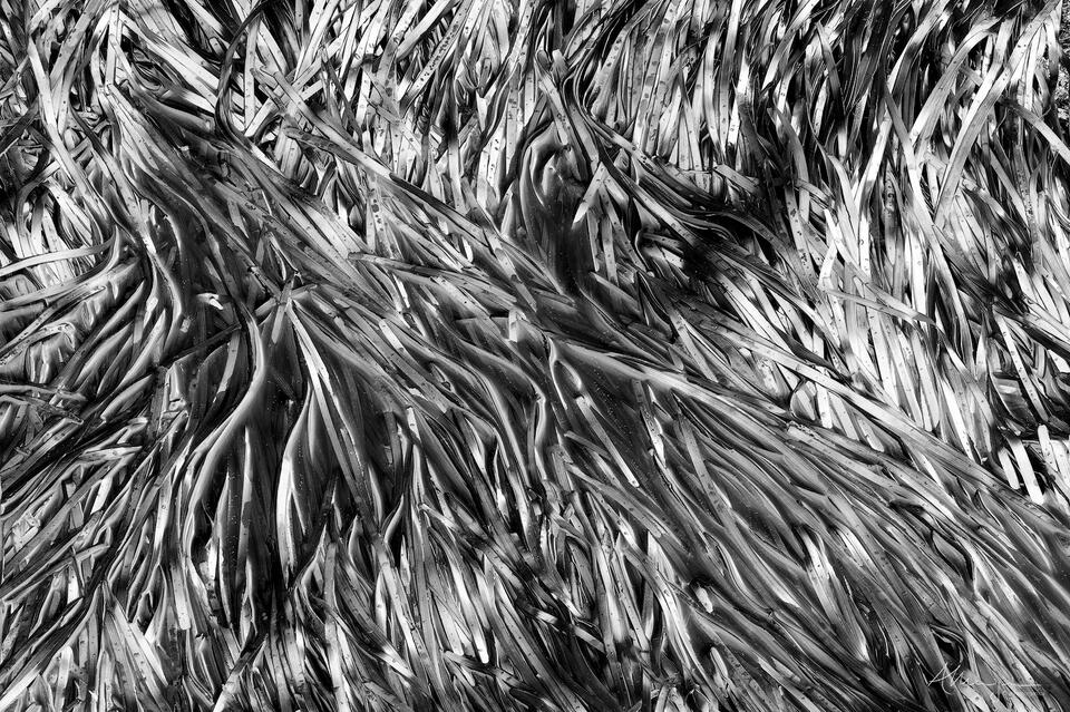 Immersed print