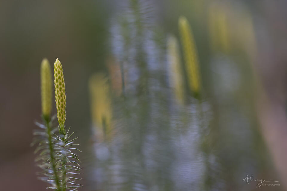 The Lingering Mystery Of Morgan Nick's Siblings: Where Are They Now?