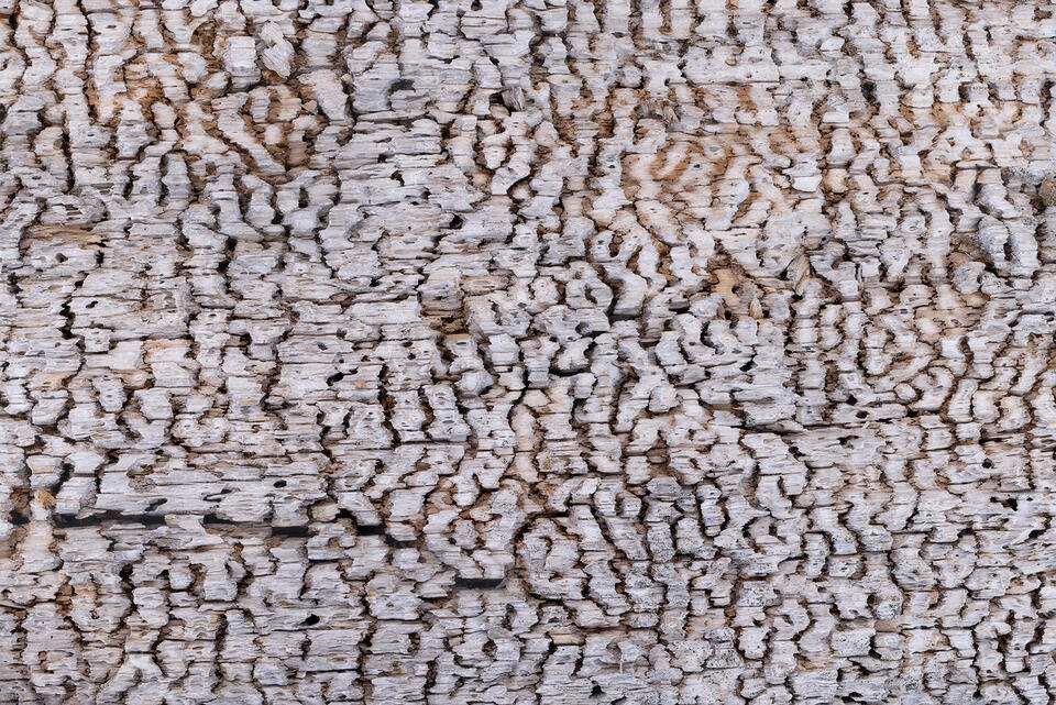 Matrices print