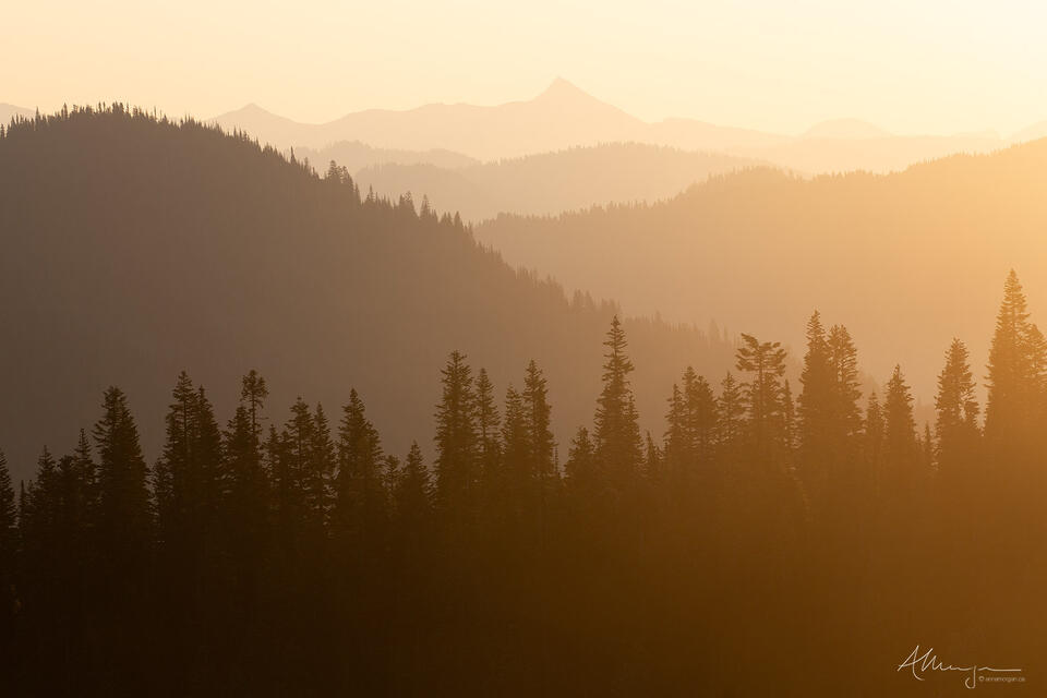 Morning is Golden print