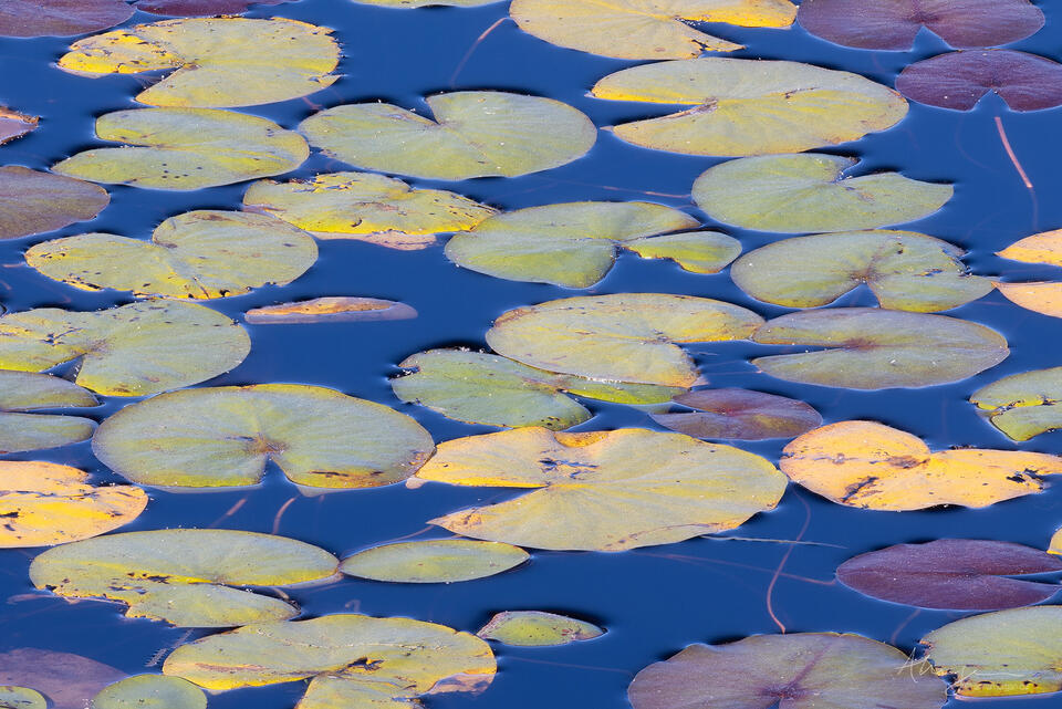 Never Alone print