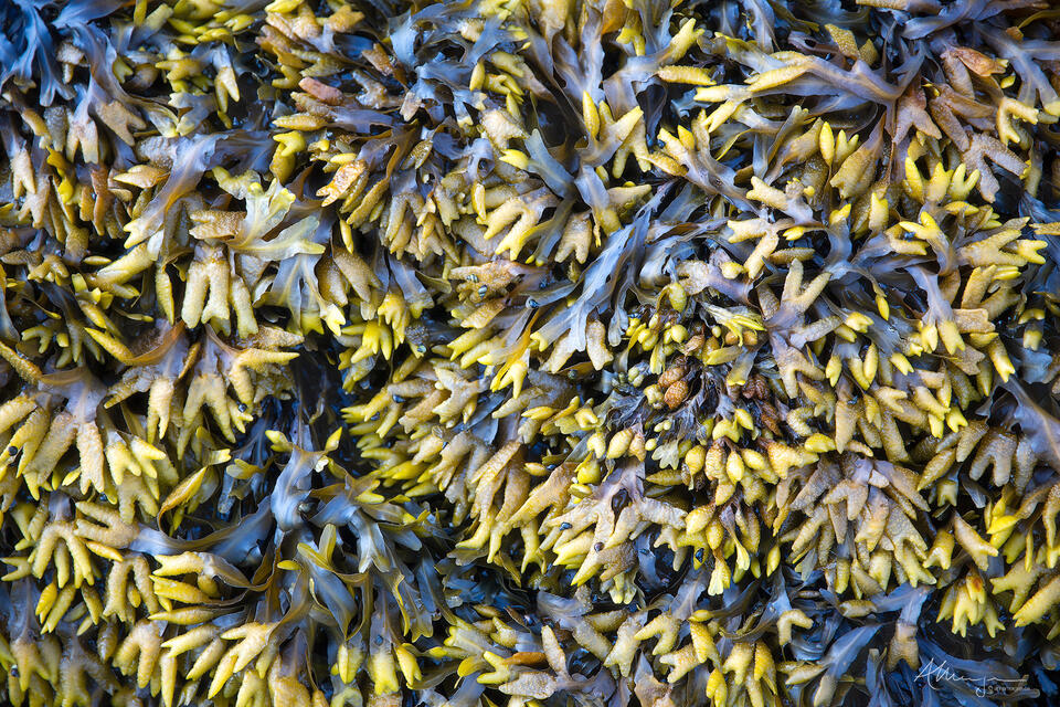 Of Land and Sea print