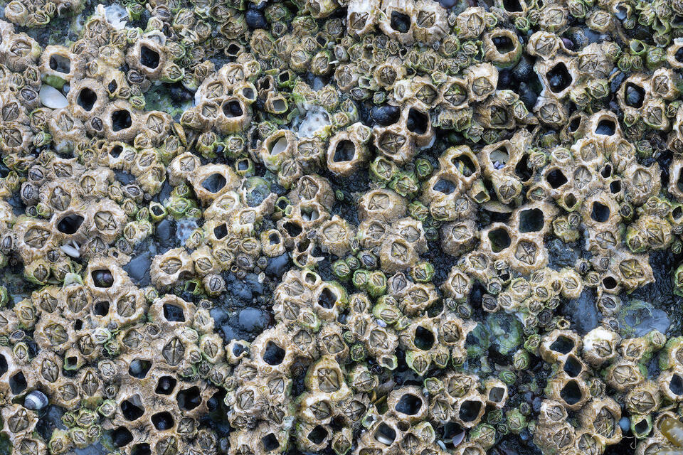 Planktonic Lottery print