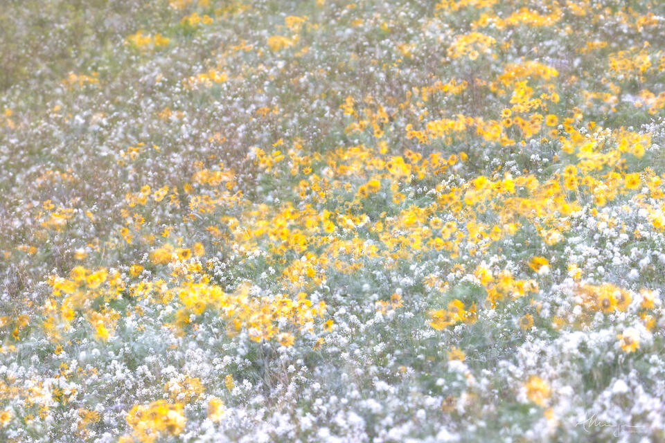 Prairie Medicine print