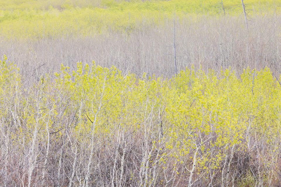 Reminders of Spring print