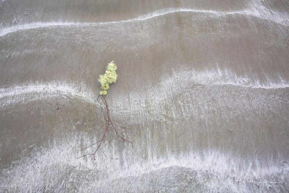 Rooted print