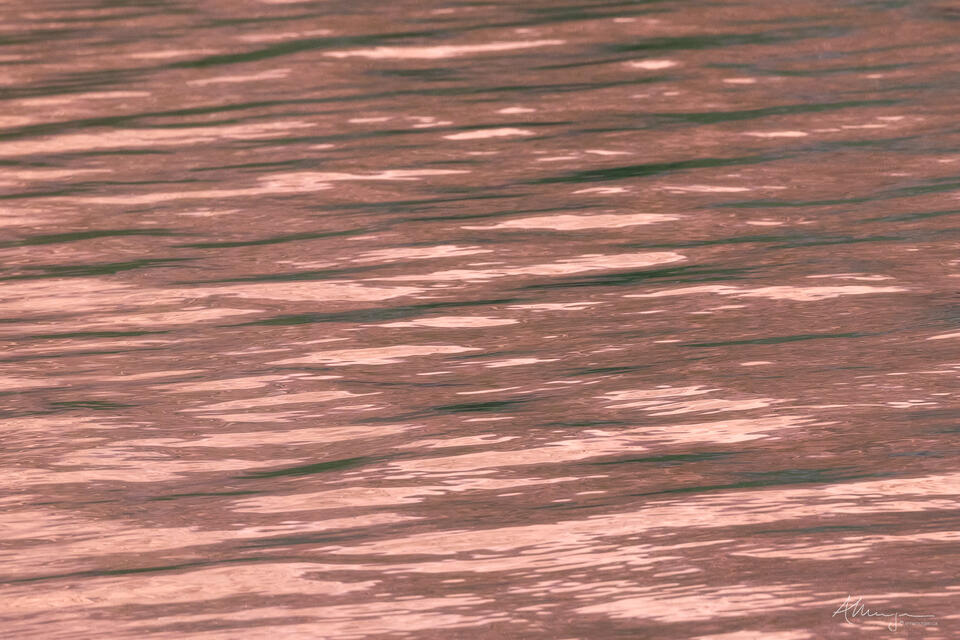 Salmon Whispers print