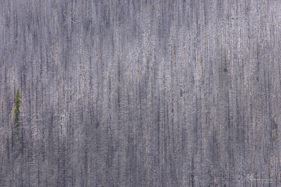 Tension Point print